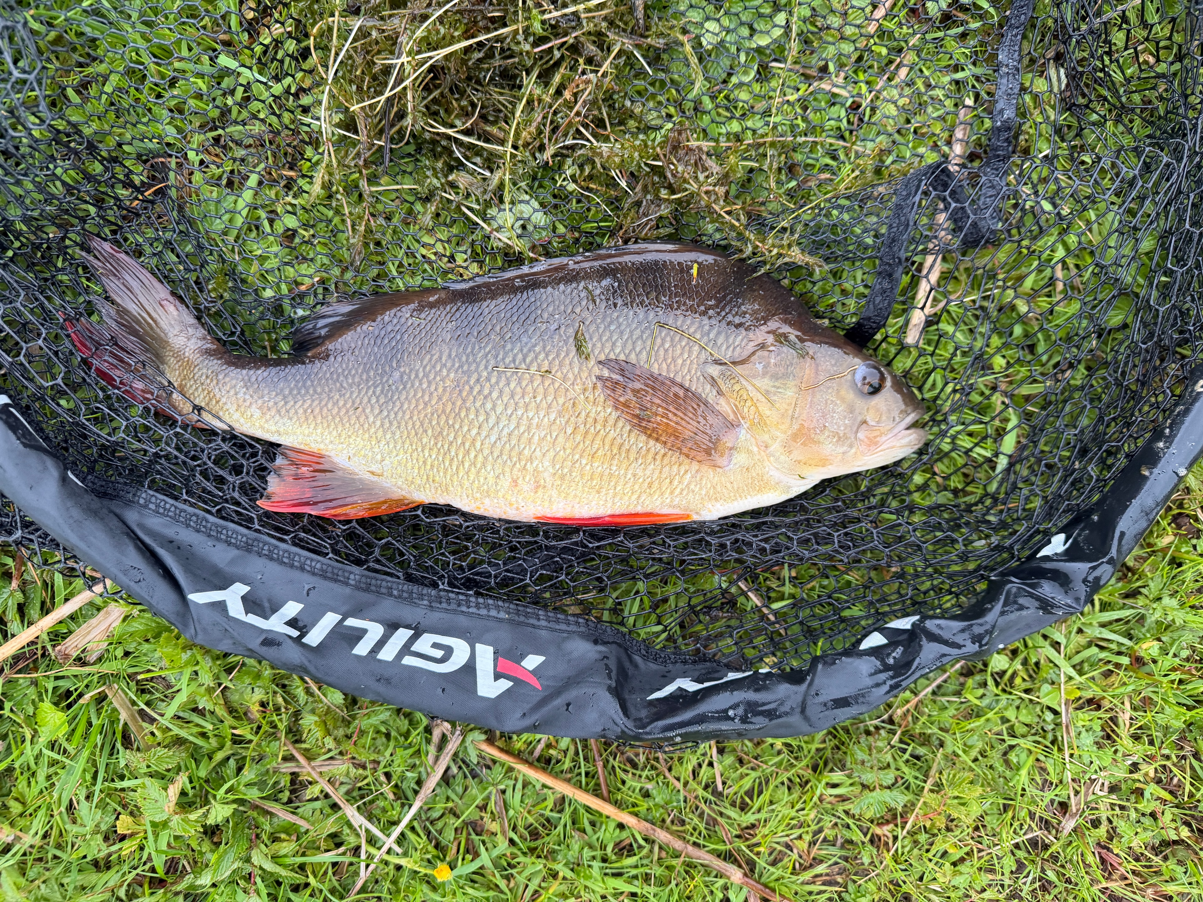 Bait fishing pond at Loch Insch Fishery