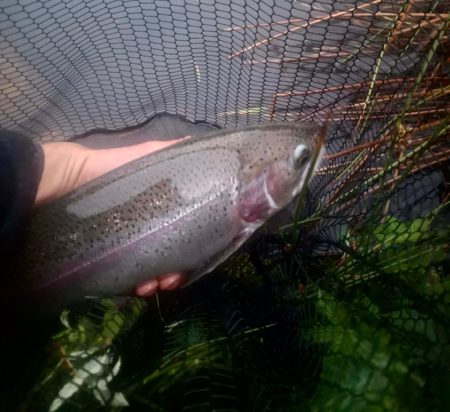 Angler with a rainbow trout catch at Loch Insch